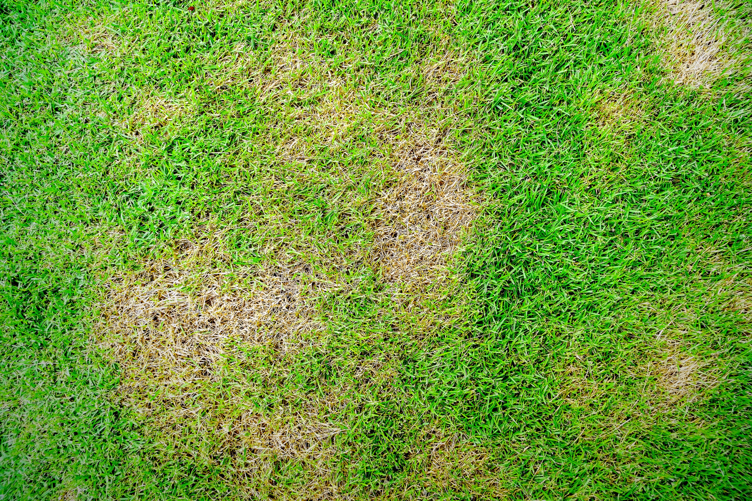 Summer Lawn Disease