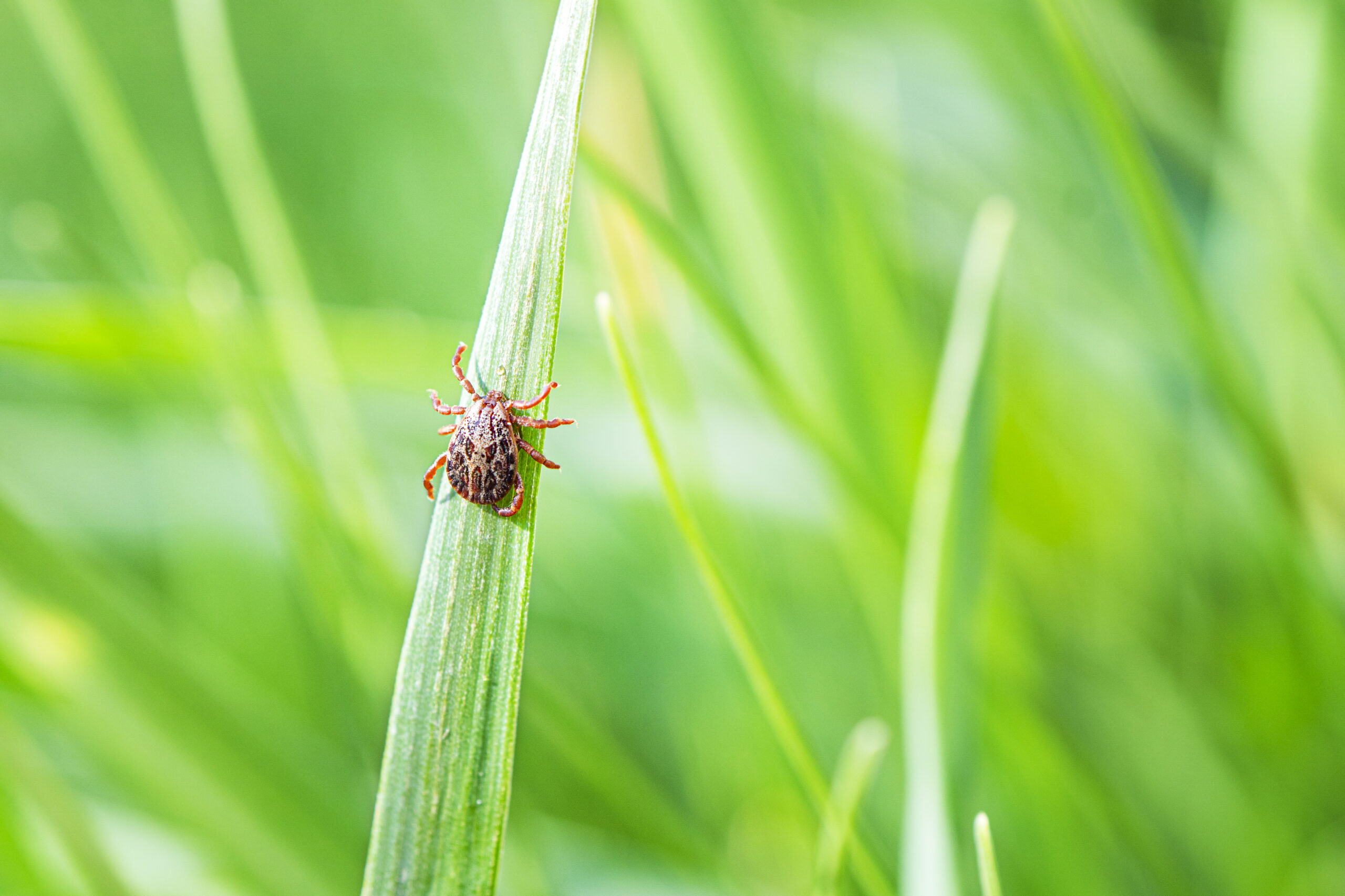 A close up of a tick in grass that needs lawn care and insect repellant