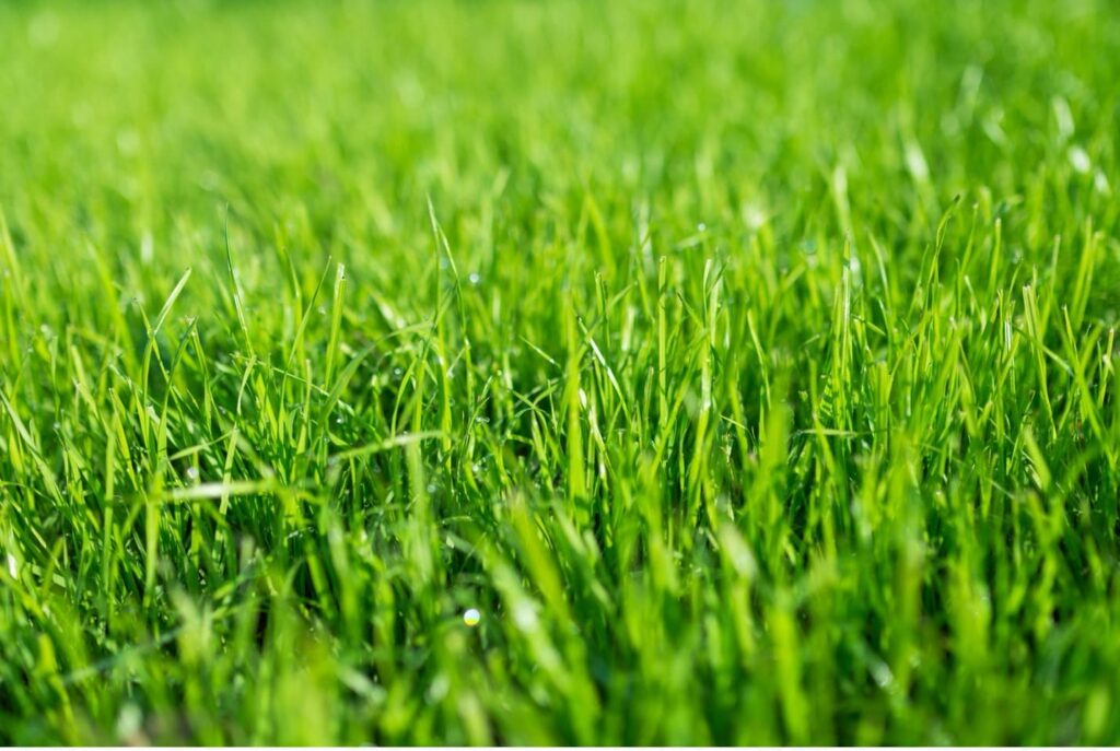 Close up of Southeastern Massachusetts Lawn